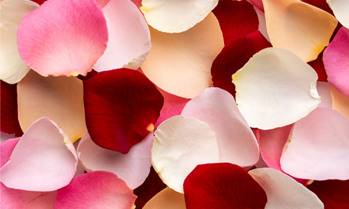 Rozenblaadjes bestellen