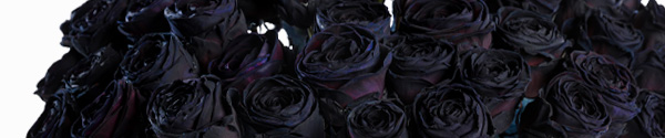 Zwarte rozen bestellen Zwarte rozen bestellen