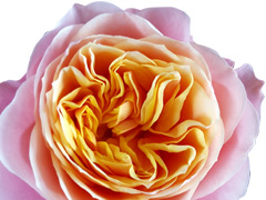 Vuvuzela De Vuvuzela roos