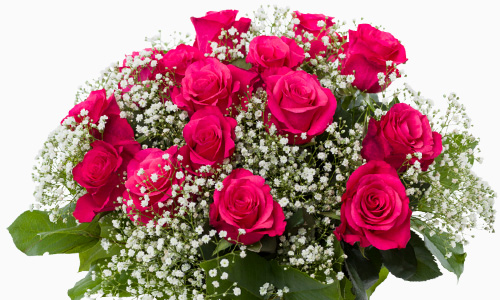 Roze rozen met gipskruid Tacazzi rozen met gipskruid