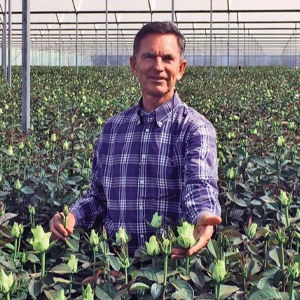 Timaflor Timaflor Roses