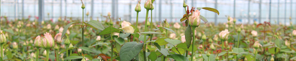 Rozen voor zakelijke klant Rozen voor zakelijke klanten