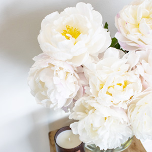 Wit-roze pioenrozen Wit-roze pioenrozen