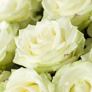 Witte Avalanche rozen