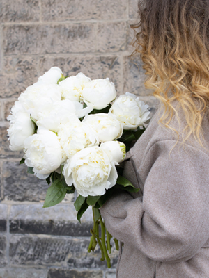 Witte pioenrozen Witte pioenrozen