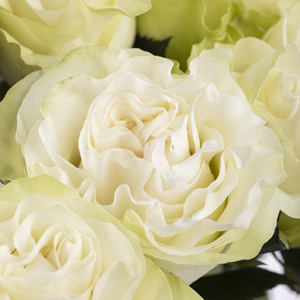 Witte rozen - Moonstone Witte rozen - Moonstone