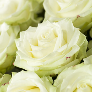 Witte rozen - Avalanche
