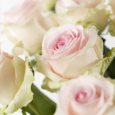 Kies je eigen aantal rozen Kies je aantal rozen