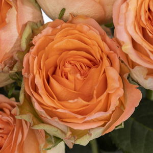 Zalmkleurige rozen - Country Home Zalmkleurige rozen - Country Home