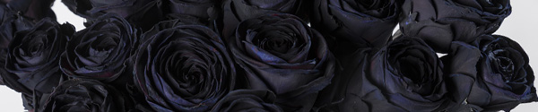 Zwarte rozen Zwarte rozen